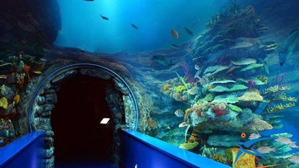 متحف الاحياء المائية الاسكندرية - الاماكن السياحية في الاسكندرية